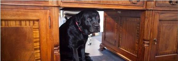 Deval Patrick's Tobey under desk